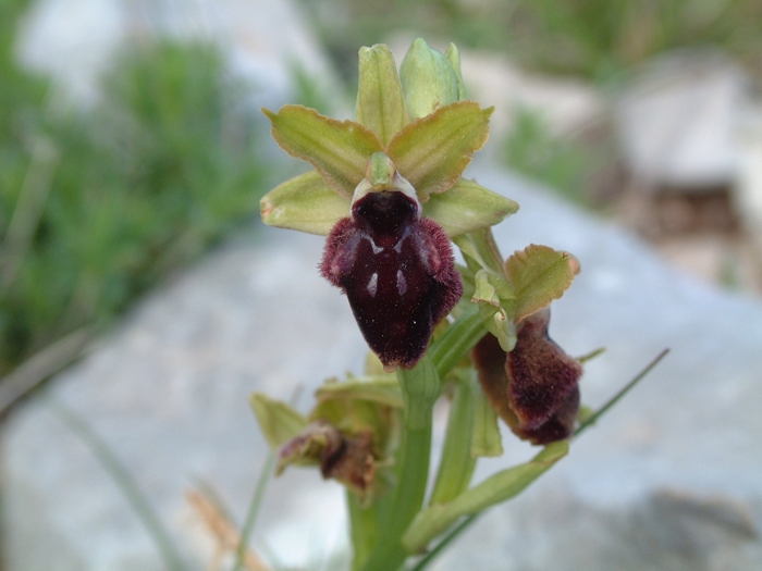 Ophrys promontorii